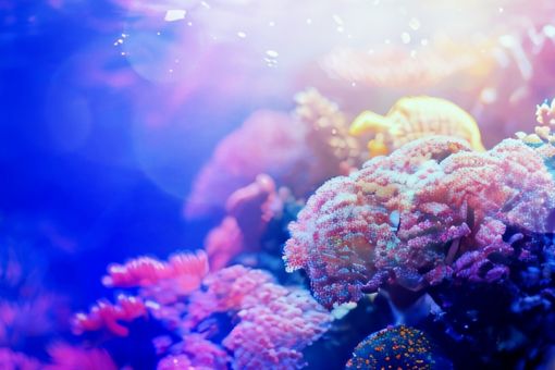 Coral reef