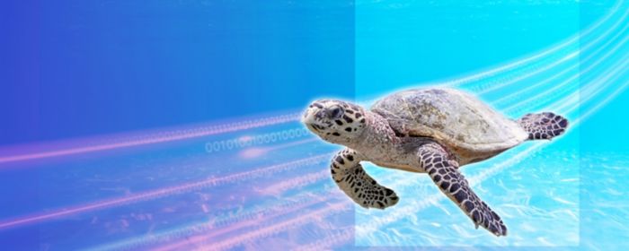 Turtle in the sea