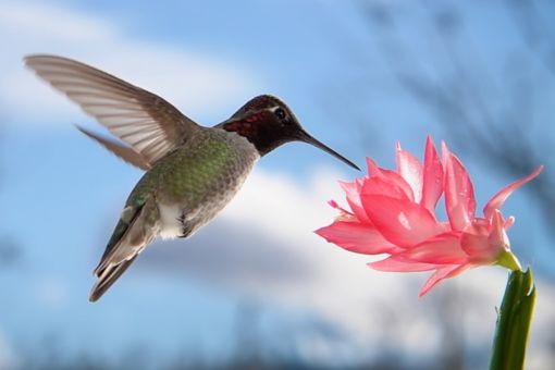 Humming bird