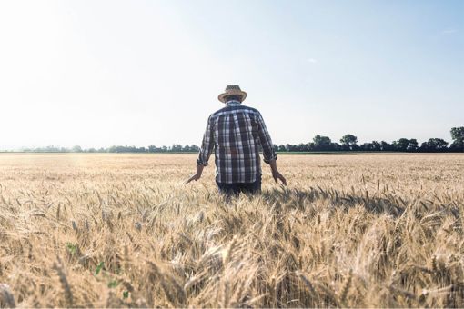Farmer in wheat field