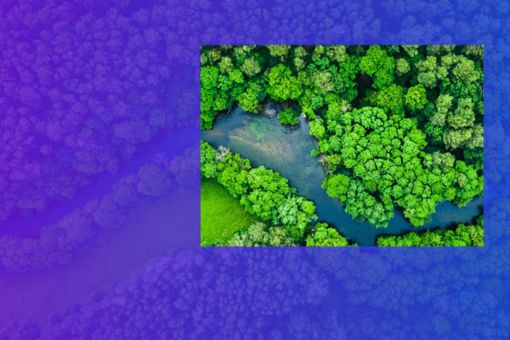 Forest River