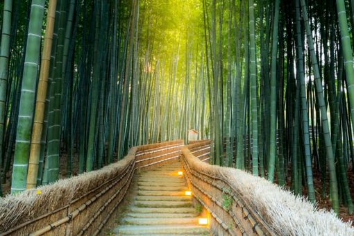 bomboo forest