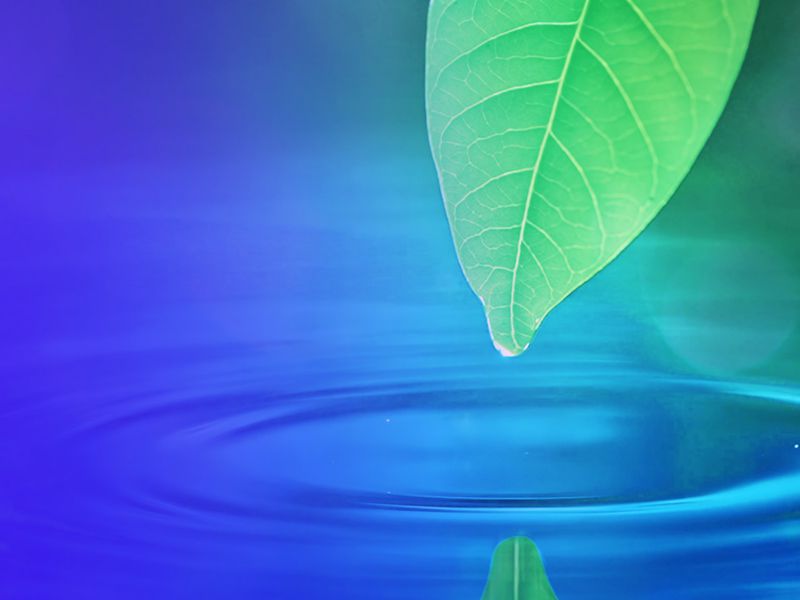 Leaf reflection on water