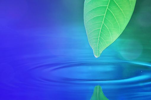 Leaf dripping water creating ripples in a pond