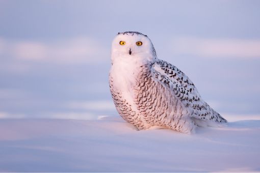 Snowy owl