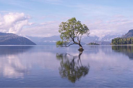 Scenic view of tree growing in lake