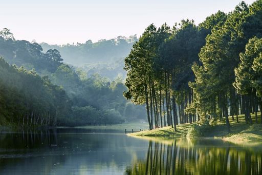 Arbres à côté de l'étang
